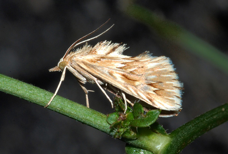 Crambidae - Cynaeda dentalis